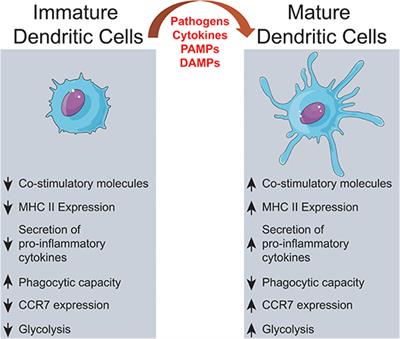 Human Dendritic Cells: Their Heterogeneity and Clinical Application Potential in Cancer Immunotherapy